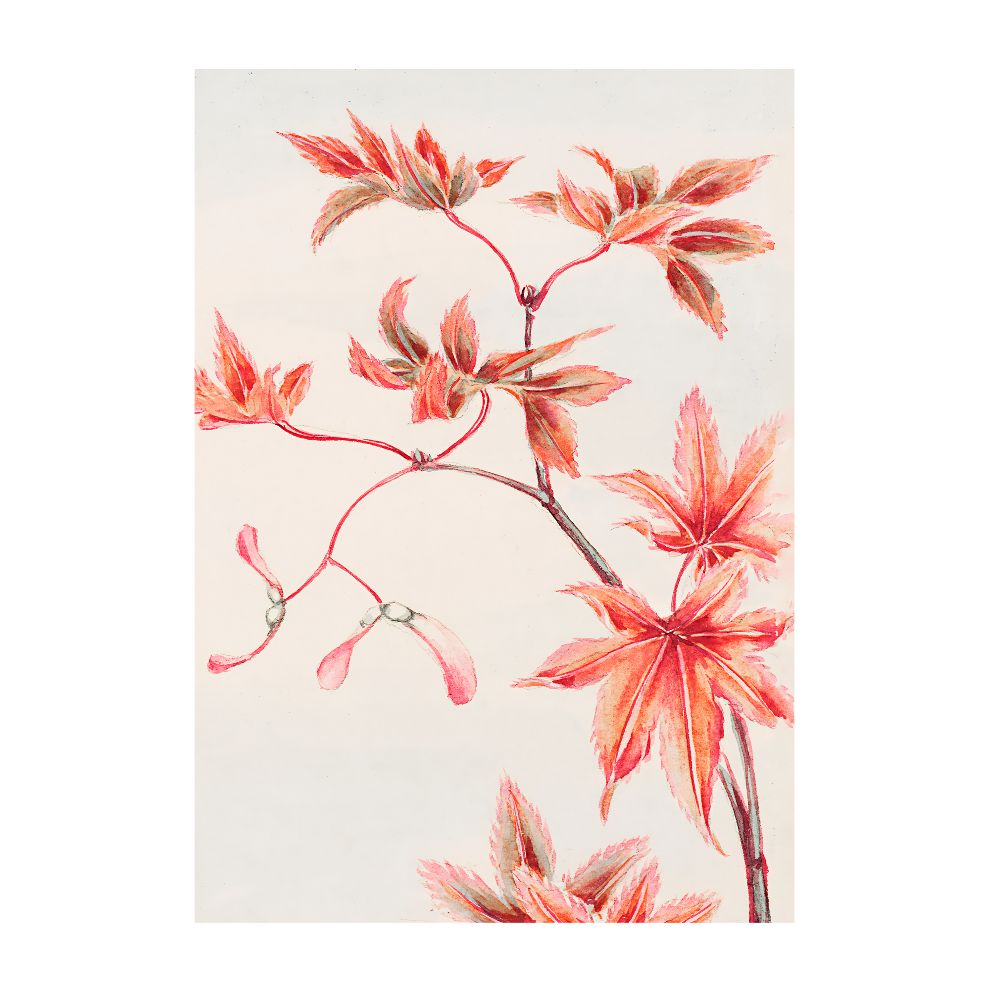 Branch Of Momiji Alfredssons