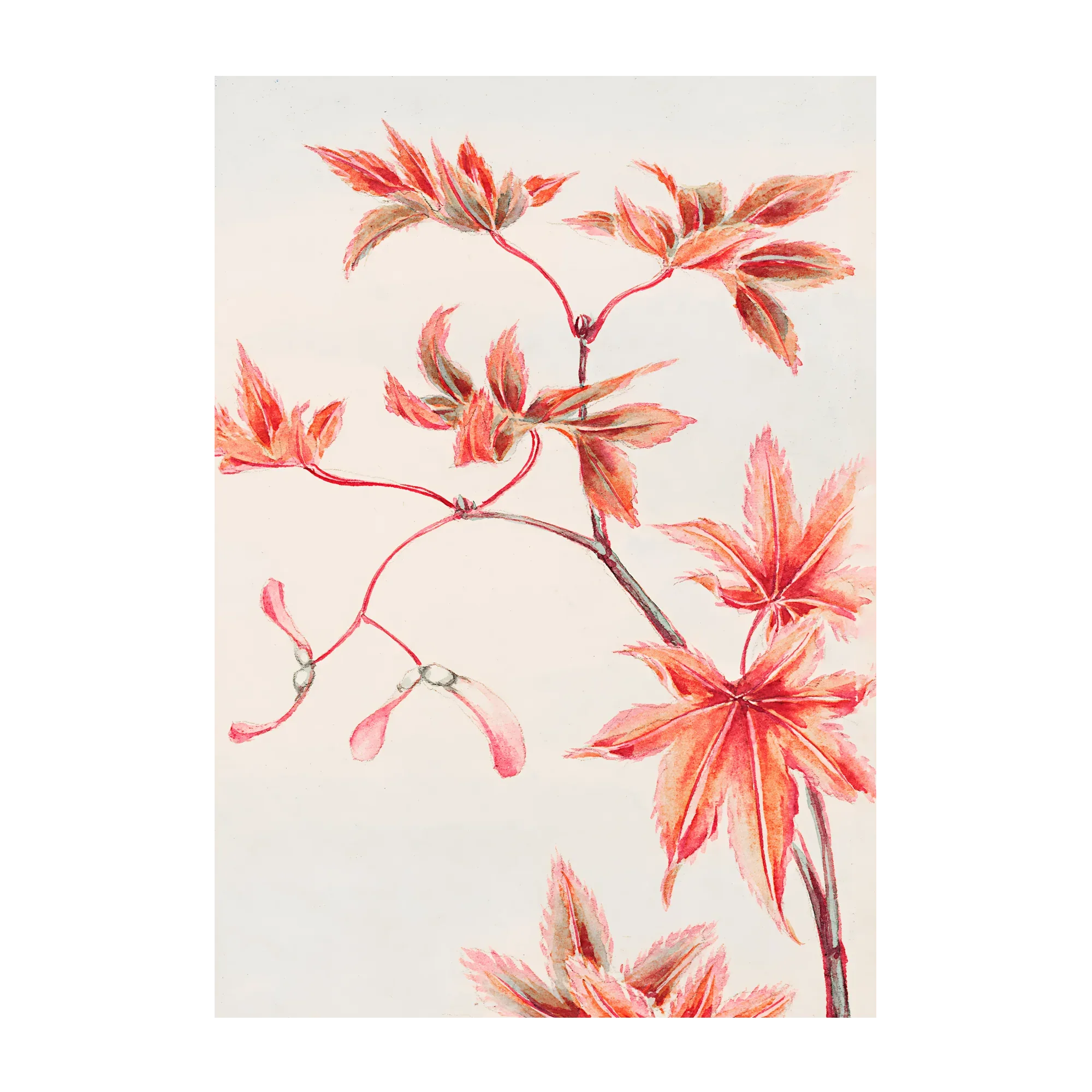 Branch Of Momiji - House of Koyomi